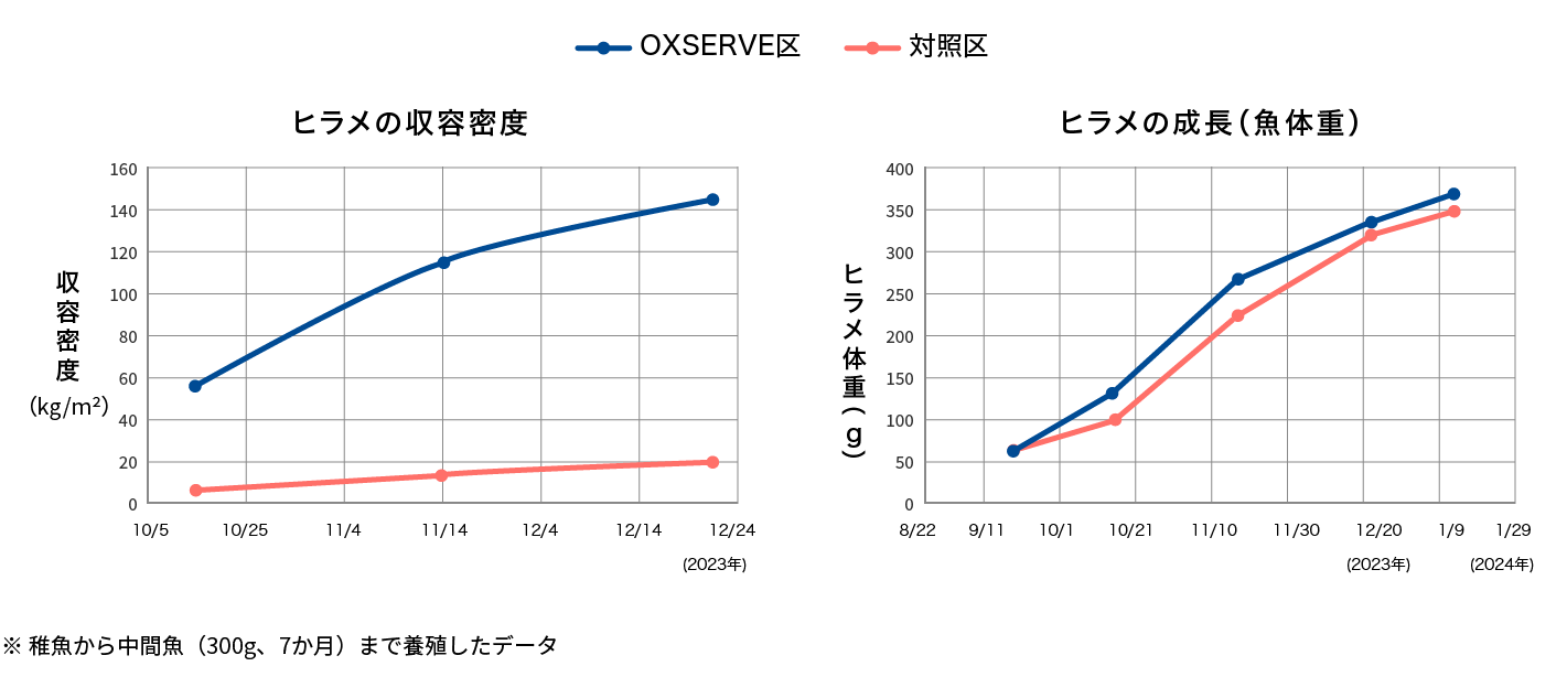※ 稚魚から中間魚（300g、7か月）まで養殖したデータ