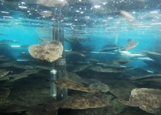 例 1. ヒラメでの実験