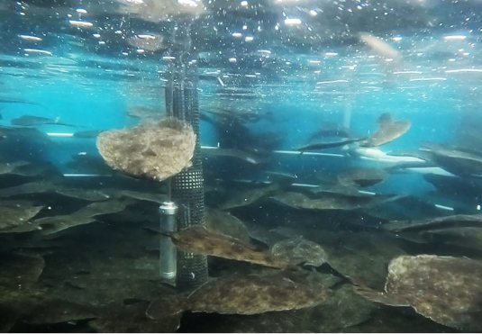 ヒラメでの実験　高密度区（OXSERVEを使用）